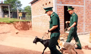 Quảng Trị: Nhiều mô hình sinh kế giúp đồng bào dân tộc thiểu số thoát nghèo