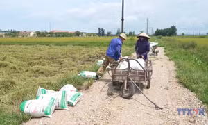Nông dân Hà Tĩnh khẩn trương thu hoạch lúa tránh bão