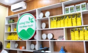 Mở hướng hợp tác từ những cây chè Shan Tuyết cổ thụ vùng biên
