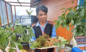 Tu Mơ Rông 20 năm vươn lên thành 'thủ phủ' sâm Ngọc Linh