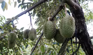 Phát triển các vùng trồng cây ăn quả cho giá trị kinh tế cao