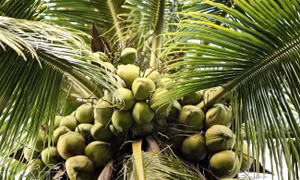 Xây dựng mô hình kinh tế tuần hoàn ngành dừa