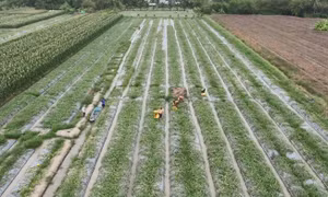 Nông thôn mới 2026 - 2035: Hiện đại, xanh và bao trùm
