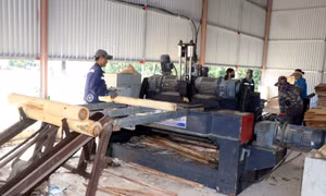 Bị đình chỉ, cơ sở sản xuất, chế biến lâm sản vẫn hoạt động