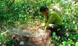 Quảng Ngãi thả 3 cá thể diều hâu quý hiếm về lại tự nhiên​