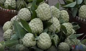 Na núi xuống phố