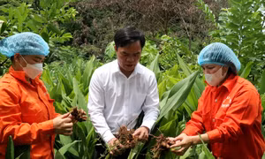 Hành trình người phụ nữ vùng cao đưa 9 sản phẩm tinh bột nghệ đạt chuẩn OCOP