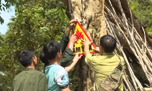 Thanh Hóa phòng, chống cháy rừng tại khu vực miền núi trọng điểm