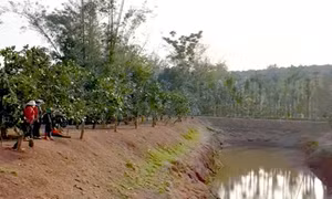Hai học sinh tử vong do đuối nước trong ao chứa nước tưới cà phê ở Đắk Nông