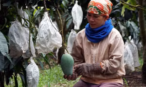 Đắk Nông: Nông dân điêu đứng vì giá xoài thấp kỷ lục