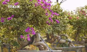 Độc đáo thương hiệu hoa giấy bonsai