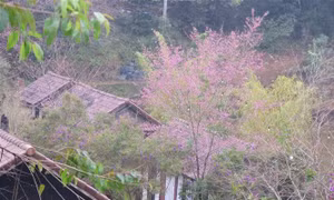 Mai Anh Đào “nhuộm hồng” Măng Đen