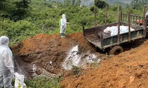 Cao Bằng ngăn chặn dịch tả lợn châu Phi bùng phát