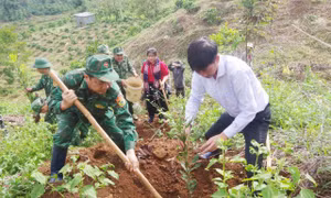 Hỗ trợ cây giống, giúp hộ nghèo vùng biên giới phát triển kinh tế