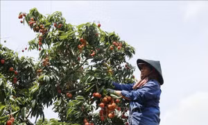 Đắk Lắk – Thủ phủ vải ở Tây Nguyên