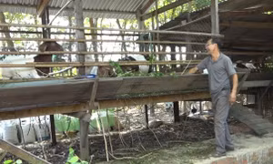 Nuôi dê thương phẩm ở vùng sâu giúp đồng bào thiểu số thoát nghèo