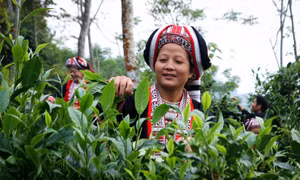 Hà Giang: Phát triển kinh tế nông nghiệp bền vững 