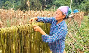 Triển vọng trồng cây gai xanh ở vùng núi Cao Bằng