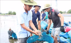 Ông Lê Văn Sấm kiểm tra tôm đang thu hoạch. Ảnh: Huỳnh Phúc Hậu - TTXVN