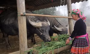 Người dân bản Phìn Chải, xã Giang Ma, huyện Tam Đường (Lai Châu) chủ động trồng cỏ thêm nguồn thức ăn xanh cho gia súc trong mùa đông. Ảnh: Nguyễn Oanh-TTXVN. 