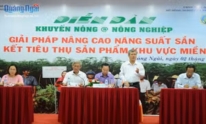 Năm 2019, diện tích sắn (mì) cả nước đạt hơn 519.000 ha. Nguồn :baoquangngai.vn