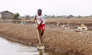 Sau khi thả giống artemia từ 15 đến 20 ngày, nông dân tiến hành thu trứng. Ảnh: baosoctrang.org.vn