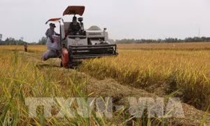 Liên kết sản xuất và tiêu thụ giúp tăng lợi nhuận từ 3 - 4 triệu đồng/ha/vụ lúa