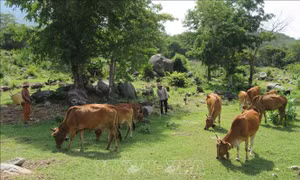 Mô hình nuôi bò sinh sản mở ra hướng thoát nghèo bền vững cho người dân huyện miền núi Bác Ái, Ninh Thuận. Ảnh: Nguyễn Thành – TTXVN