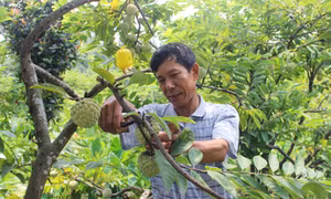 Áp dụng triệt để các biện pháp khoa học kỹ thuật, gia đình ông Ngô Trung Chín ở xã Bồ Lý đã đầu tư trồng cây na dai giúp thoát nghèo vươn lên làm giàu. Nguồn: vinhphucplus.com