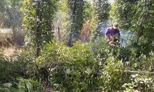 Nhiều diện tích vườn tiêu ở tỉnh Bình Phước bị cưa bỏ để trồng cây khác. Ảnh: K gửiH - TTXVN