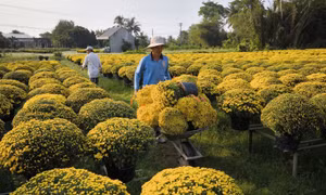“Vương quốc hoa kiểng” Chợ Lách nhộn nhịp ngày cận Tết