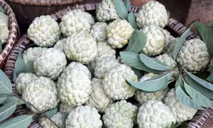 Trồng na trên núi giúp đồng bào vùng cao thoát nghèo
