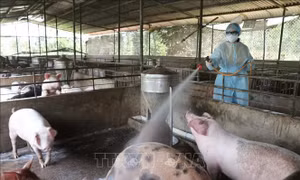 17 xã, phường tại Gia Lai đủ điều kiện công bố hết dịch tả lợn châu Phi