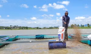 Nuôi cá lồng bè - giải pháp sinh kế trong biến đổi khí hậu