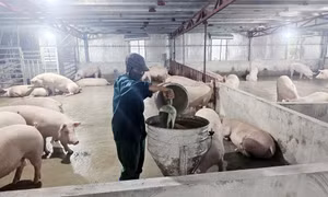 Người nông dân dám nghĩ, dám làm, thu nhập hàng tỷ đồng mỗi năm