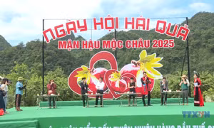 Hấp dẫn ngày hội hái quả mận hậu trên cao nguyên Mộc Châu