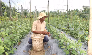 Chuyển đổi đất trồng lúa kém hiệu quả sang trồng màu lợi nhuận tăng hơn 3 lần