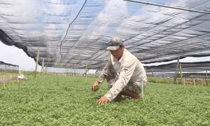 Giúp hộ nghèo, cận nghèo tiếp cận các dịch vụ xã hội cơ bản
