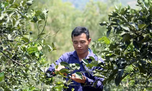 Sơn La phấn đấu có từ 1.000 hộ nông dân sản xuất, kinh doanh giỏi cấp tỉnh trở lên
