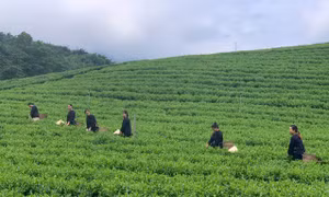 Đại Từ phát triển kinh tế nhờ trồng chè gắn với du lịch 
