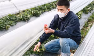 Viên Anh Minh - Chàng trai Tày thành công với mô hình trồng dâu tây hữu cơ gắn với du lịch