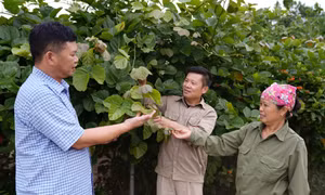 Ông Đường Quang Chiến - Người tiên phong trồng cây dược liệu ở Chí Linh 