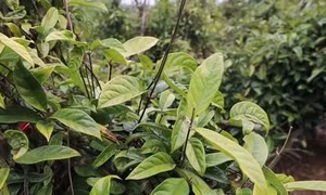 Đổi thay ở xã vùng cao Kỳ Thượng