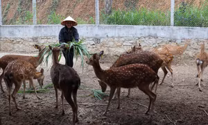 Hà Tĩnh phát triển các mô hình OCOP, lan tỏa tinh thần khởi nghiệp