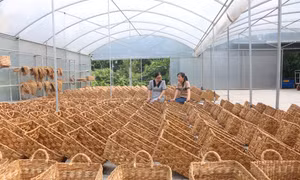 Đồng bằng sông Cửu Long đổi mới từ sức mạnh đoàn kết (Bài 2)