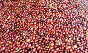 Khởi tố hai vợ chồng làm cà phê giả bán ở nhiều tỉnh