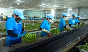 Ứng dụng công nghệ đưa sản phẩm chuối thành hàng xuất khẩu chủ lực