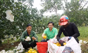 Với chất lượng vượt trội, cam đặc sản Khe Mây ở huyện Hương Khê, tỉnh Hà Tĩnh đã giúp bà con nông dân nơi đây có thu nhập ổn định. Ảnh: baohatinh.vn