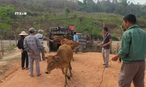 Người dân nghèo tại xã Ia Dom, huyện vùng biên Ia H’Drai (Kon Tum) nhận bò hỗ trợ. Ảnh: Dư Toán – TTXVN