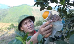 Sản phẩm cam tại trang trại của Kỹ sư nông nghiệp Nông Kim Ngọc ở xã Xuân Long, huyện Yên Bình (Yên Bái) được nhiều khách hàng ưa chuộng sử dụng. Ảnh: Việt Dũng - TTXVN